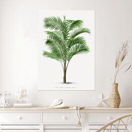 Plakat Drzewo palmowe vintage reprodukcja 