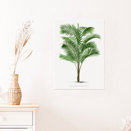 Plakat samoprzylepny Drzewo palmowe vintage reprodukcja 