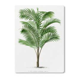 Obraz na płótnie Drzewo palmowe vintage reprodukcja 