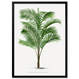 Plakat w ramie Drzewo palmowe vintage reprodukcja 