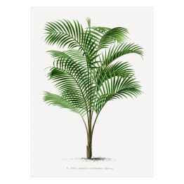 Plakat samoprzylepny Drzewo palmowe vintage reprodukcja 