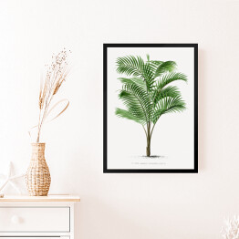 Obraz w ramie Drzewo palmowe vintage reprodukcja 