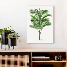 Obraz na płótnie Drzewo palmowe vintage reprodukcja 