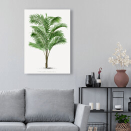 Obraz klasyczny Drzewo palmowe vintage reprodukcja 
