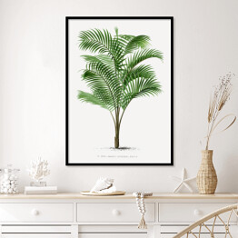 Plakat w ramie Drzewo palmowe vintage reprodukcja 