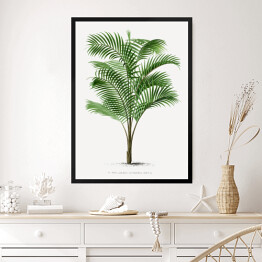 Obraz w ramie Drzewo palmowe vintage reprodukcja 