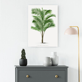 Obraz klasyczny Drzewo palmowe vintage reprodukcja 