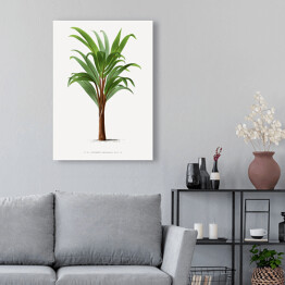 Obraz klasyczny Liście palmowe vintage Reprodukcja