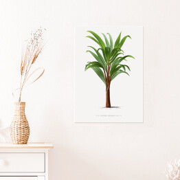 Plakat samoprzylepny Liście palmowe vintage Reprodukcja