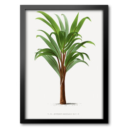 Obraz w ramie Liście palmowe vintage Reprodukcja