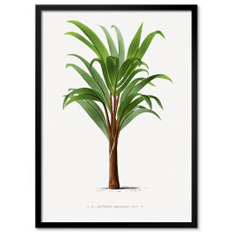 Plakat w ramie Liście palmowe vintage Reprodukcja