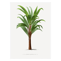 Plakat samoprzylepny Liście palmowe vintage Reprodukcja