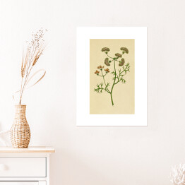 Plakat Kolendra - roślinność na rycinach