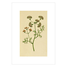 Plakat Kolendra - roślinność na rycinach