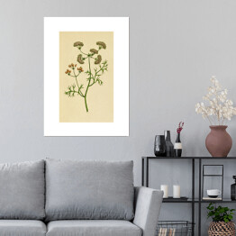 Plakat samoprzylepny Kolendra - roślinność na rycinach