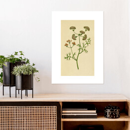Plakat samoprzylepny Kolendra - roślinność na rycinach