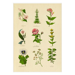 Plakat Dekoracyjna rycina botaniczna