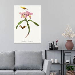 Plakat samoprzylepny Orchidea i motyle. Paul Gervais. Reprodukcja