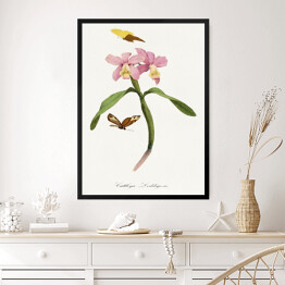 Obraz w ramie Orchidea i motyle. Paul Gervais. Reprodukcja