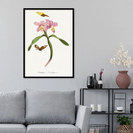 Plakat w ramie Orchidea i motyle. Paul Gervais. Reprodukcja