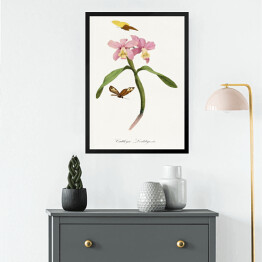 Obraz w ramie Orchidea i motyle. Paul Gervais. Reprodukcja