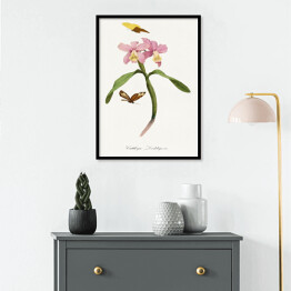 Plakat w ramie Orchidea i motyle. Paul Gervais. Reprodukcja