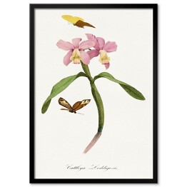 Obraz klasyczny Orchidea i motyle. Paul Gervais. Reprodukcja