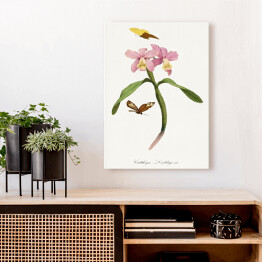 Obraz na płótnie Orchidea i motyle. Paul Gervais. Reprodukcja