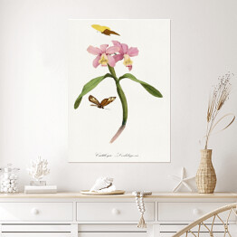 Plakat samoprzylepny Orchidea i motyle. Paul Gervais. Reprodukcja