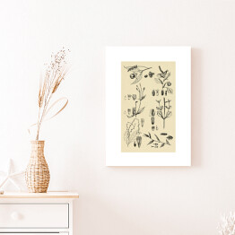 Obraz na płótnie Ozdobna rycina z roślinnością