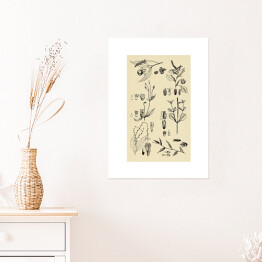 Plakat samoprzylepny Ozdobna rycina z roślinnością