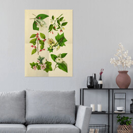 Plakat Stara rycina z roślinnością