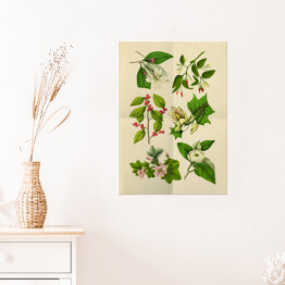 Plakat samoprzylepny Stara rycina z roślinnością