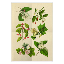 Plakat Stara rycina z roślinnością