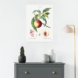 Plakat samoprzylepny Pierre Joseph Redouté. Brzoskwinia owoc i kwiaty - reprodukcja