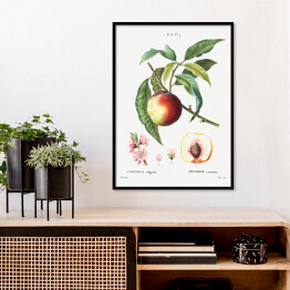 Plakat w ramie Pierre Joseph Redouté. Brzoskwinia owoc i kwiaty - reprodukcja