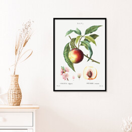 Plakat w ramie Pierre Joseph Redouté. Brzoskwinia owoc i kwiaty - reprodukcja