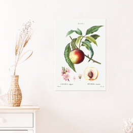 Plakat Pierre Joseph Redouté. Brzoskwinia owoc i kwiaty - reprodukcja
