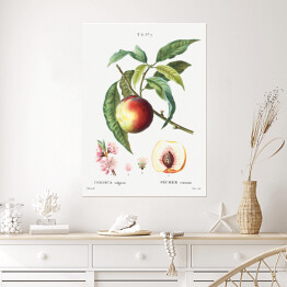 Plakat samoprzylepny Pierre Joseph Redouté. Brzoskwinia owoc i kwiaty - reprodukcja
