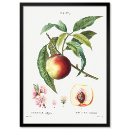 Obraz klasyczny Pierre Joseph Redouté. Brzoskwinia owoc i kwiaty - reprodukcja