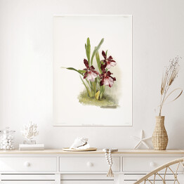 Plakat samoprzylepny F. Sander Orchidea no 46. Reprodukcja