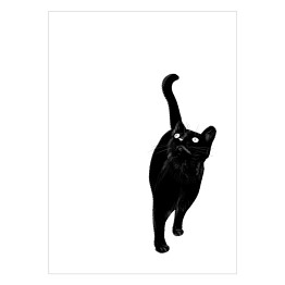 Plakat Kot wpatrujący się w jeden punkt