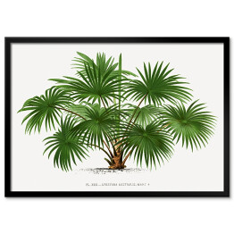 Plakat w ramie Egzotyczne drzewo ilustracja w stylu vintage reprodukcja