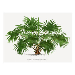 Plakat Egzotyczne drzewo ilustracja w stylu vintage reprodukcja