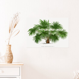 Plakat samoprzylepny Egzotyczne drzewo ilustracja w stylu vintage reprodukcja