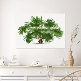 Plakat samoprzylepny Egzotyczne drzewo ilustracja w stylu vintage reprodukcja