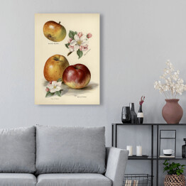 Obraz klasyczny Jabłka kwiaty i owoce vintage John Wright Reprodukcja
