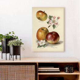Obraz na płótnie Jabłka kwiaty i owoce vintage John Wright Reprodukcja