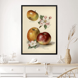 Obraz w ramie Jabłka kwiaty i owoce vintage John Wright Reprodukcja