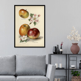 Plakat w ramie Jabłka kwiaty i owoce vintage John Wright Reprodukcja